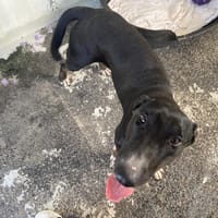 PANDORE, chienne à adopter