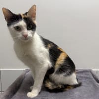 CHALINEDION, chatte à adopter
