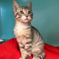 MOCHI, chat à adopter