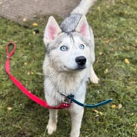 JINAI, chien à adopter