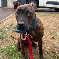 MALFOY, chien à adopter