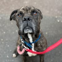 TYSON, chien à adopter