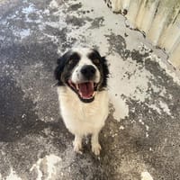 TALION, chien à adopter