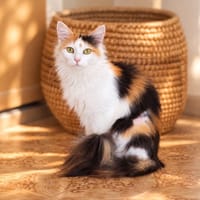 Amalia, chatte à adopter