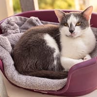 Mitaine, chatte à adopter