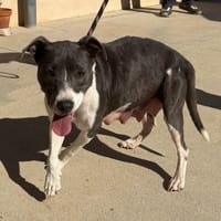 Ivy, chienne à adopter