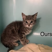 OURS, chatte à adopter