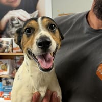 BALOU, chien à adopter