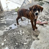 RAIJIN, chien à adopter