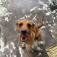 MEPHISTO, chien à adopter