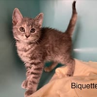 BIQUETTE, chatte à adopter