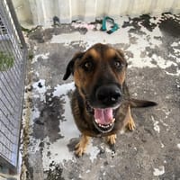 ROX, chien à adopter