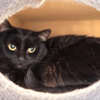 Lindsay, chatte à adopter