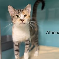 ATHENA, chatte à adopter