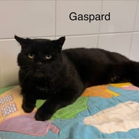 Gaspard, chat à adopter