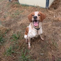 BEETHOVEN, chien à adopter