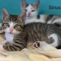 SIRIUS, chat à adopter