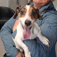 PUPUCE, chienne à adopter