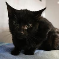 Rasta, chatte à adopter