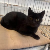 OXA, chatte à adopter