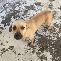 MACHA, chienne à adopter