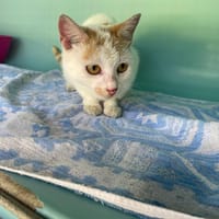 CHIMERE, chatte à adopter