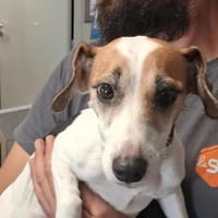 PRINCESSE, chienne à adopter