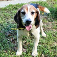 NIAGARA, chien à adopter