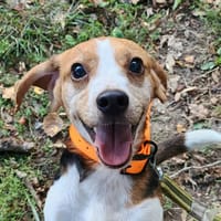 VAMPIRO, chien à adopter
