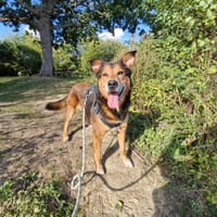 OTONE, chienne à adopter