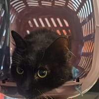 COUCOURDE, chat à adopter