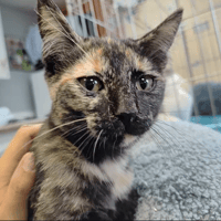 SUMMER, chatte à adopter