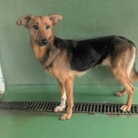 Casey, chienne à adopter