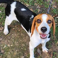AVRIL, chienne à adopter