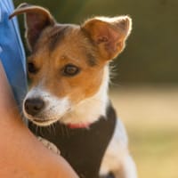 TEVA - RESERVEE, chienne à adopter