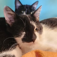 CHROME QCT, chat à adopter