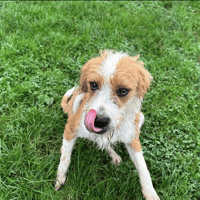 GRIFOU, chien à adopter