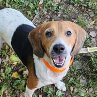 Prunelle, chienne à adopter