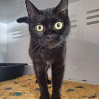 ROSA, chatte à adopter