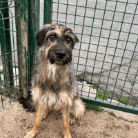 CHARLIE, chienne à adopter