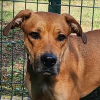 TITUS, chien à adopter