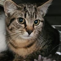 RUA QCT, chatte à adopter