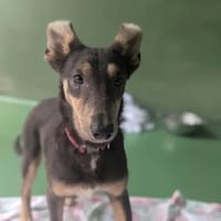 Eden, chienne à adopter