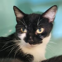 BROME QCT, chatte à adopter