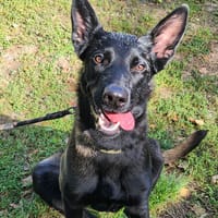 BALOO, chien à adopter