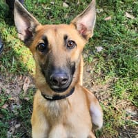 KOLT (Réservé), chien à adopter