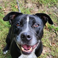 ZELDA, chienne à adopter