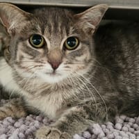 TEKAU QCT, chat à adopter