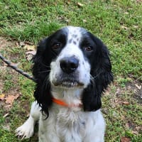 BANDIT, chien à adopter