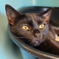 BELLE QCT (j'ai trouvé ma famille), chatte à adopter